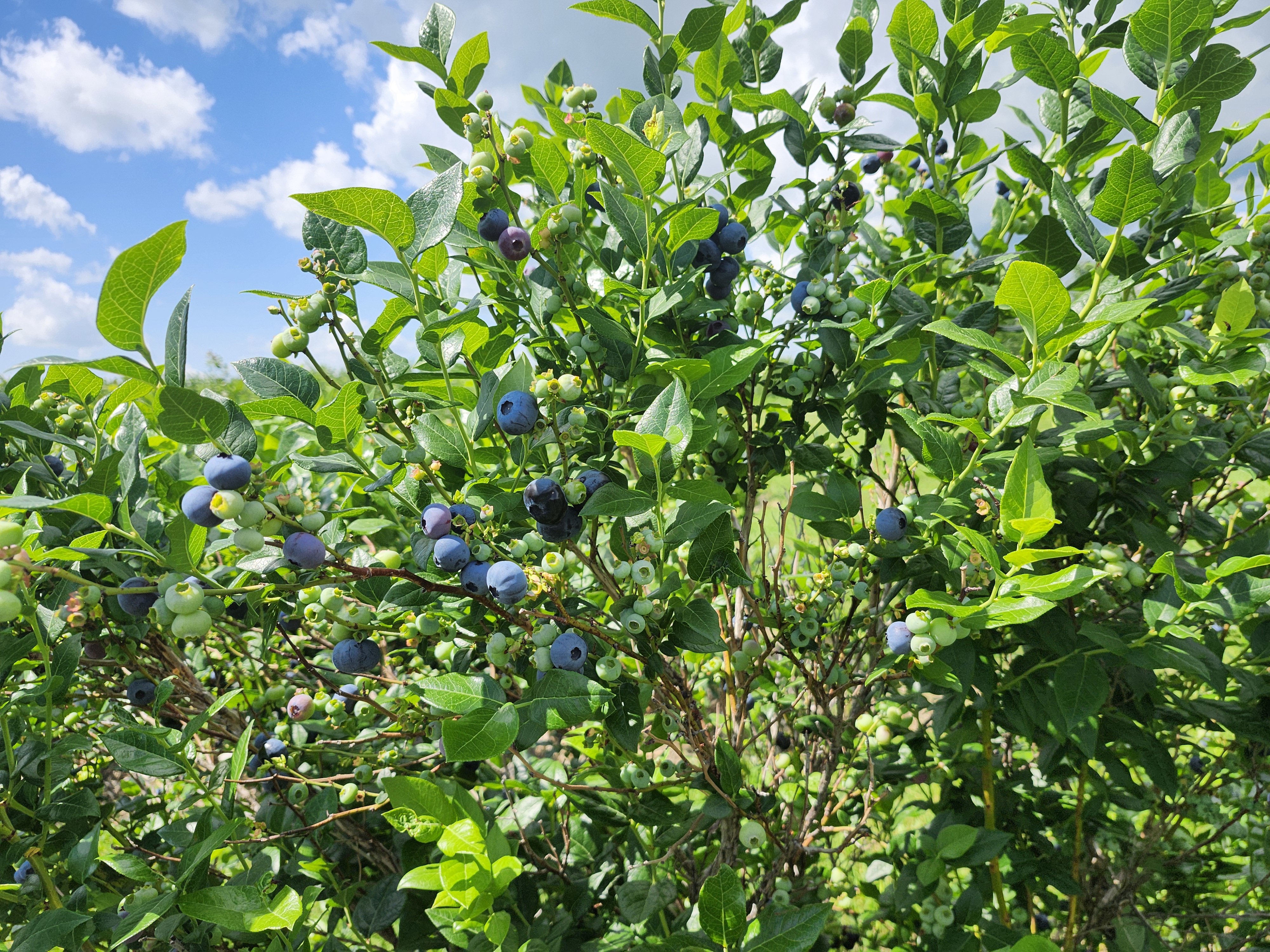 La saison des bleuets déjà commencée