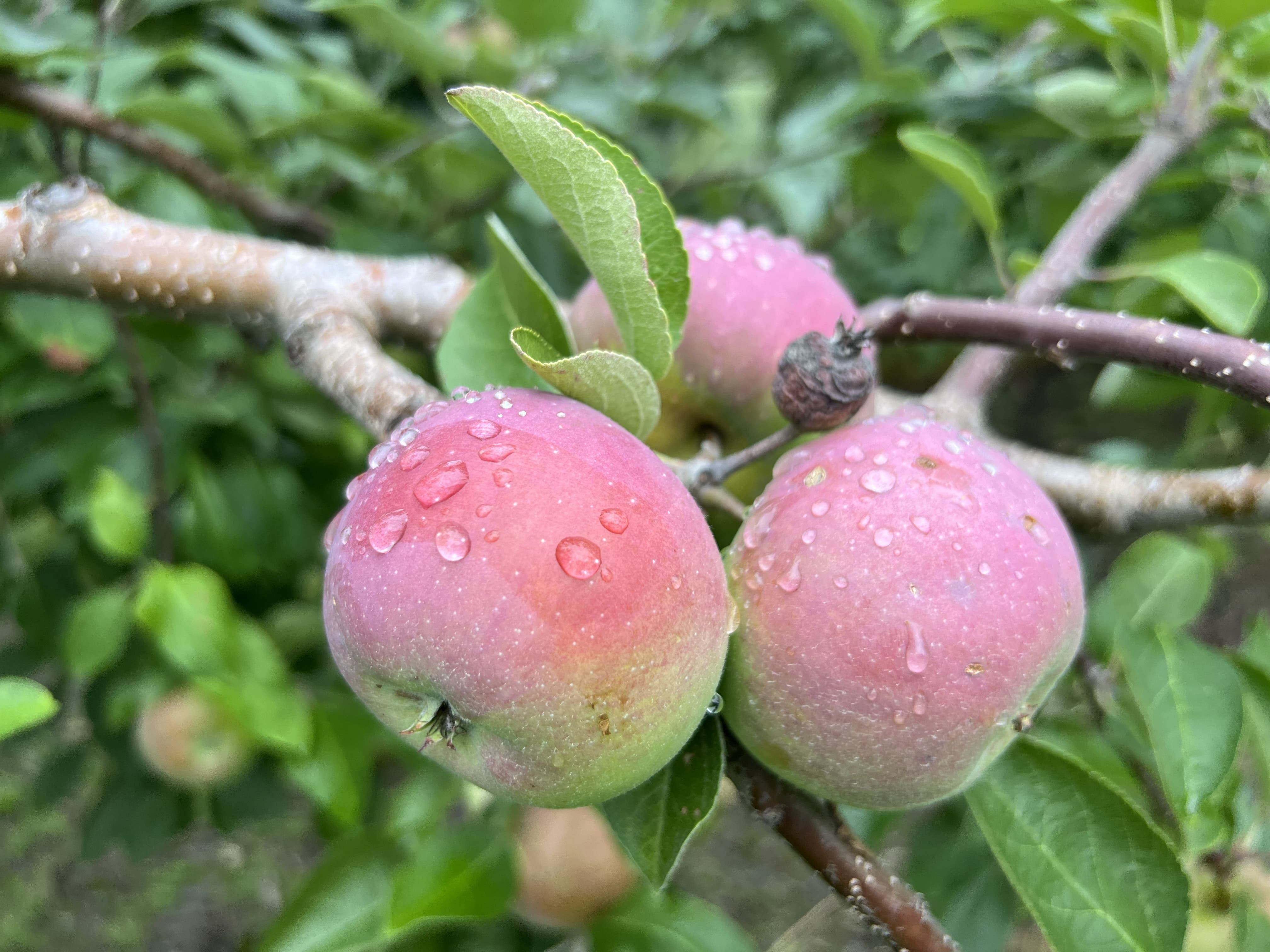 Retour de la saison des pommes