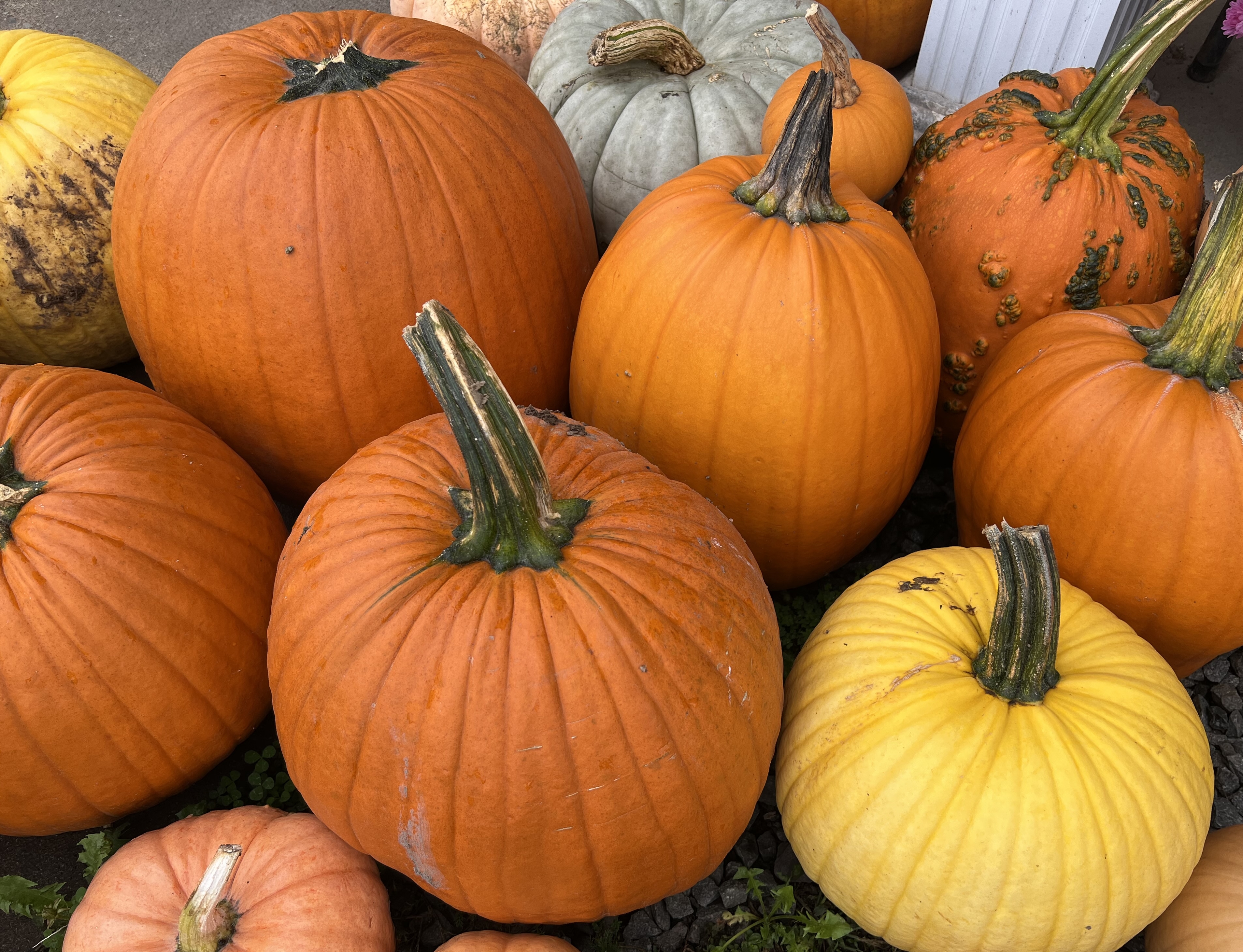 Saint-Étienne-de-Lauzon célèbre l’Halloween