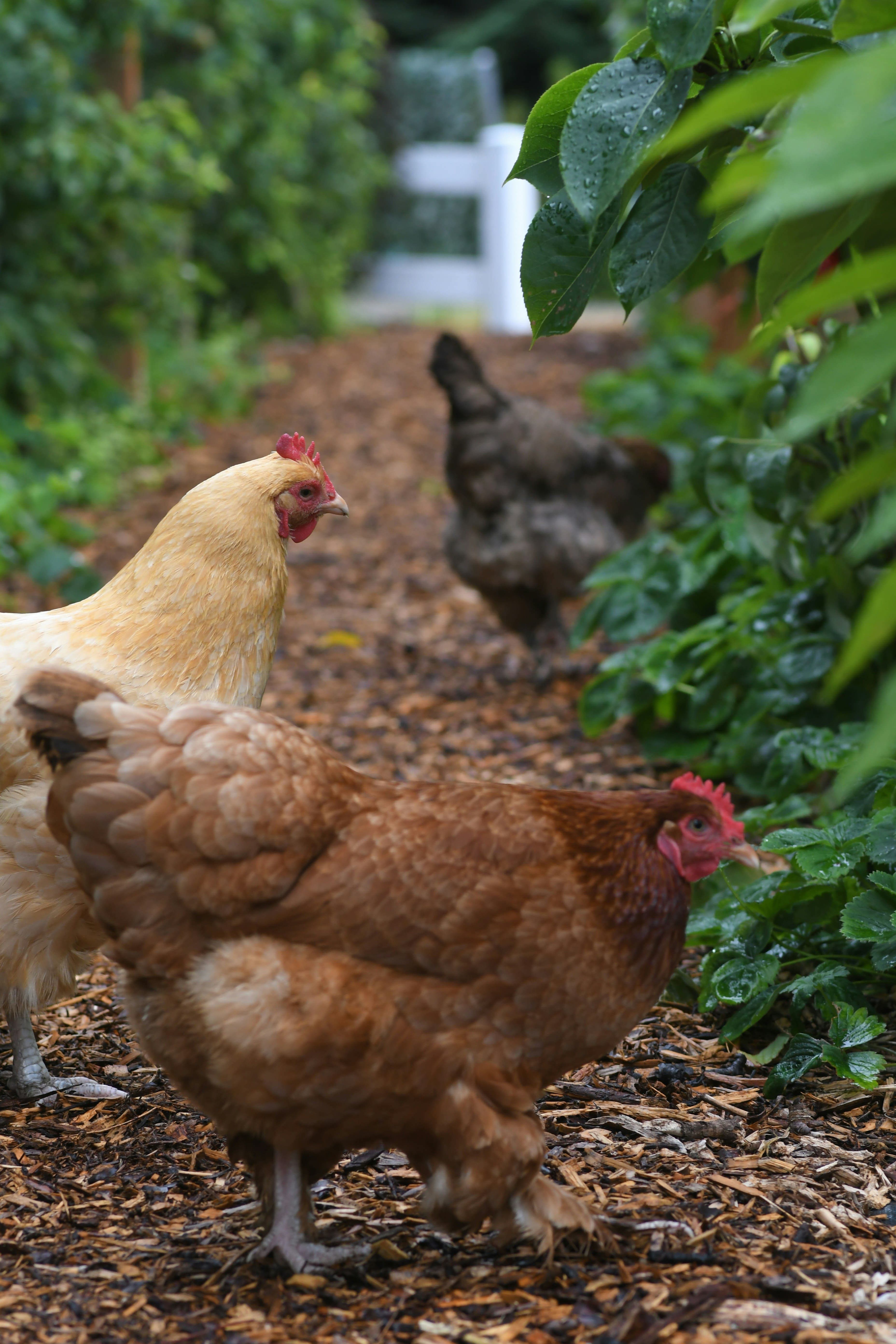 Grippe aviaire chez les humains : des questions non résolues